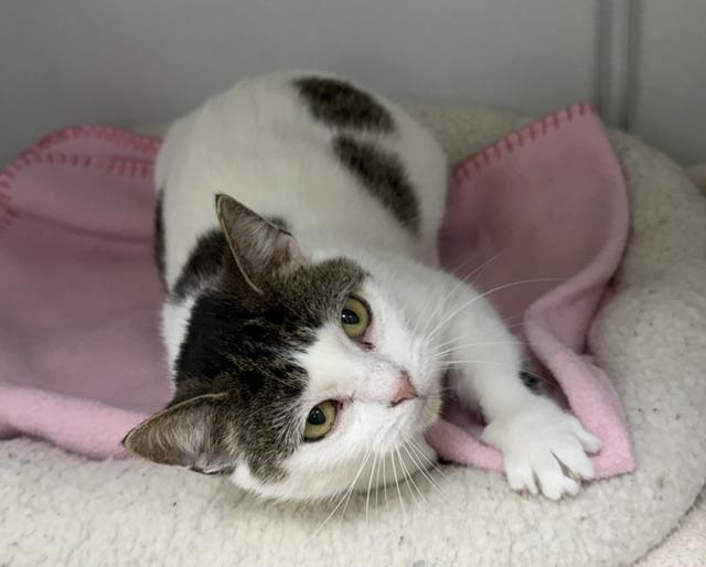 Enlarge Dottie, a Adoptable Domestic Short Hair in Mauston, WI image 2/2