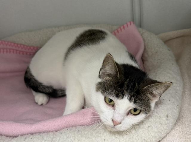 Dottie, Adoptable, Young Female Domestic Short Hair.