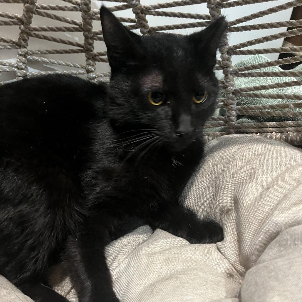 Ethel, Adoptable, Young Female Domestic Short Hair.