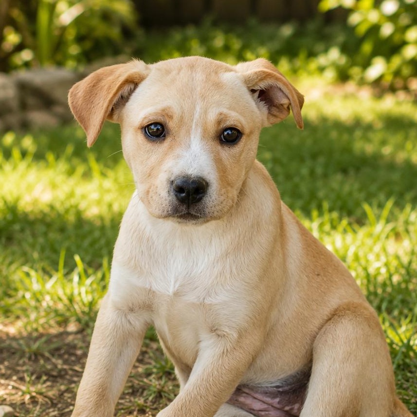 Enlarge Aurora, a Adopted mixed breed in Susanville, CA image 1/1