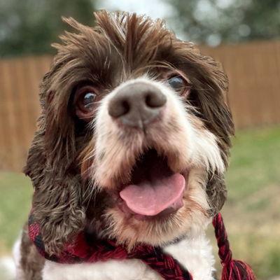 Shiloh, Adoptable, Senior Female Cocker Spaniel.