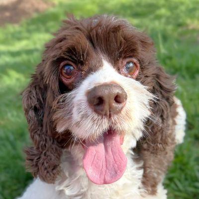 Enlarge Shiloh, a Adoptable Cocker Spaniel in Arlington, VA image 1/3