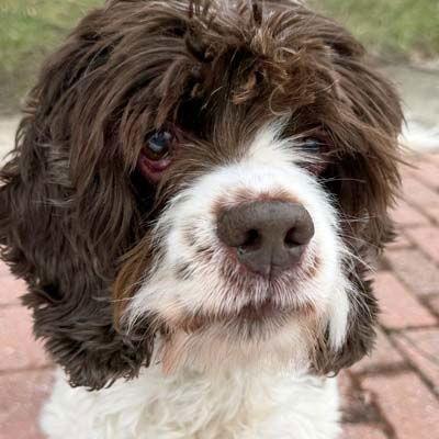 Shiloh, Adoptable, Senior Female Cocker Spaniel.