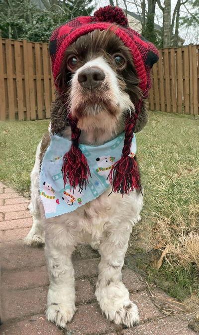 Shiloh, Adoptable, Senior Female Cocker Spaniel.