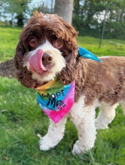 Enlarge Shiloh, a Adoptable Cocker Spaniel in Arlington, VA image 2/3