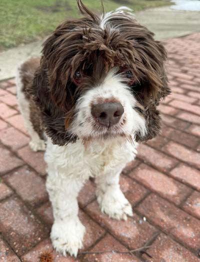 Shiloh, a Adoptable Cocker Spaniel in Arlington, VA image 2/3