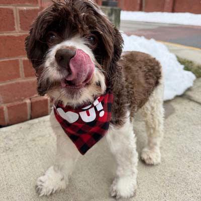 Shiloh, a Adoptable Cocker Spaniel in Arlington, VA image 3/3