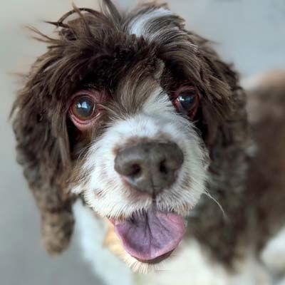 Enlarge Shiloh, a Adoptable Cocker Spaniel in Arlington, VA image 1/3