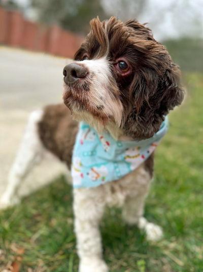 Enlarge Shiloh, a Adoptable Cocker Spaniel in Arlington, VA image 2/3