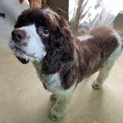 Enlarge Shiloh, a Adoptable Cocker Spaniel in Arlington, VA image 2/3
