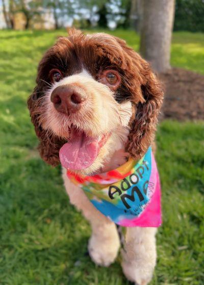 Enlarge Shiloh, a Adoptable Cocker Spaniel in Arlington, VA image 3/3