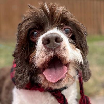 Enlarge Shiloh, a Adoptable Cocker Spaniel in Arlington, VA image 3/3