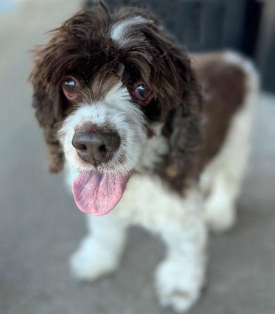 Enlarge Shiloh, a Adoptable Cocker Spaniel in Arlington, VA image 3/3
