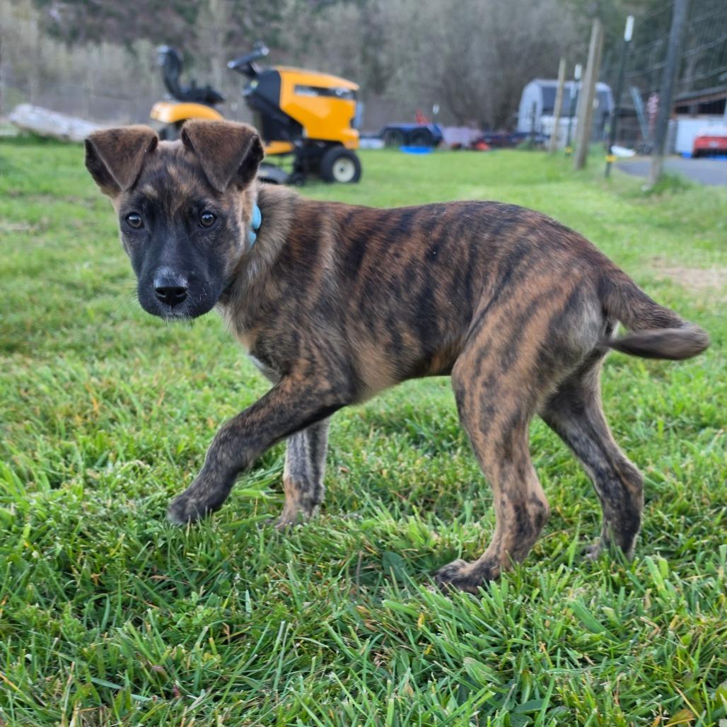 Jett, Adoptable, Puppy Male Pit Bull Terrier & Cattle Dog.
