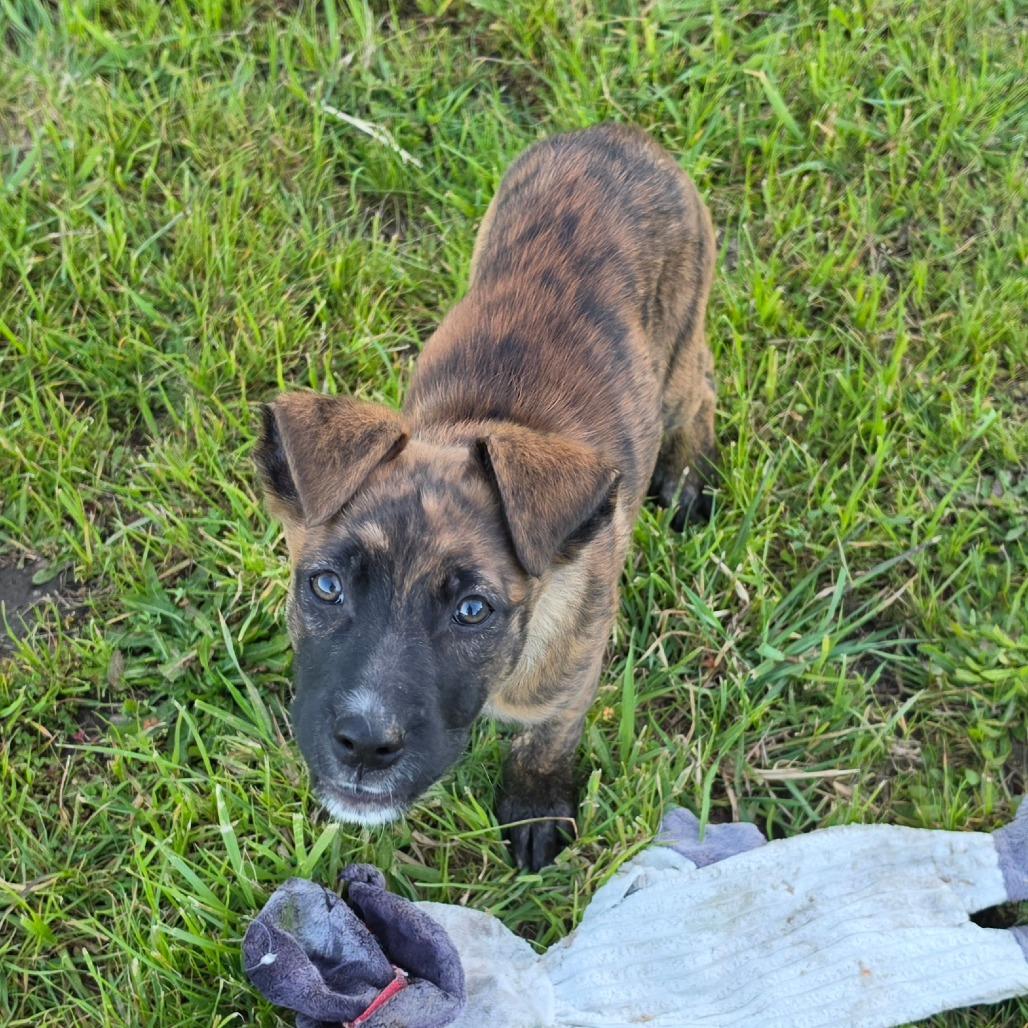Enlarge Jett, a Adoptable mixed breed in Centralia, WA image 2/6