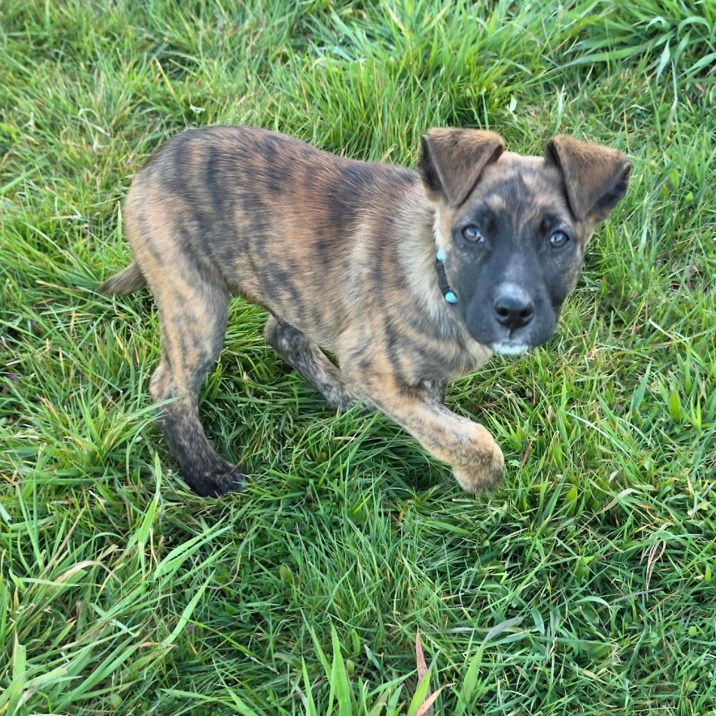 Enlarge Jett, a Adoptable mixed breed in Centralia, WA image 3/6