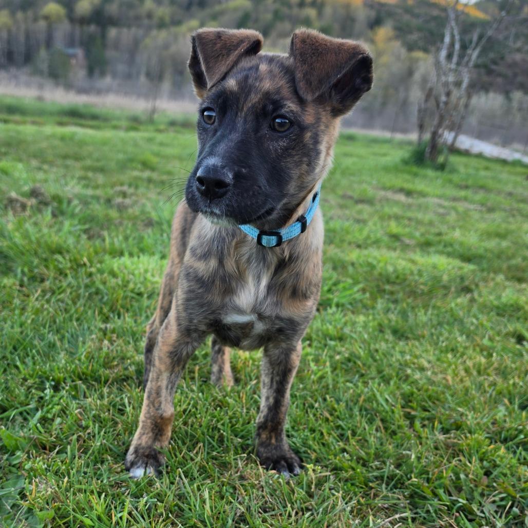Enlarge Jett, a Adoptable mixed breed in Centralia, WA image 4/6