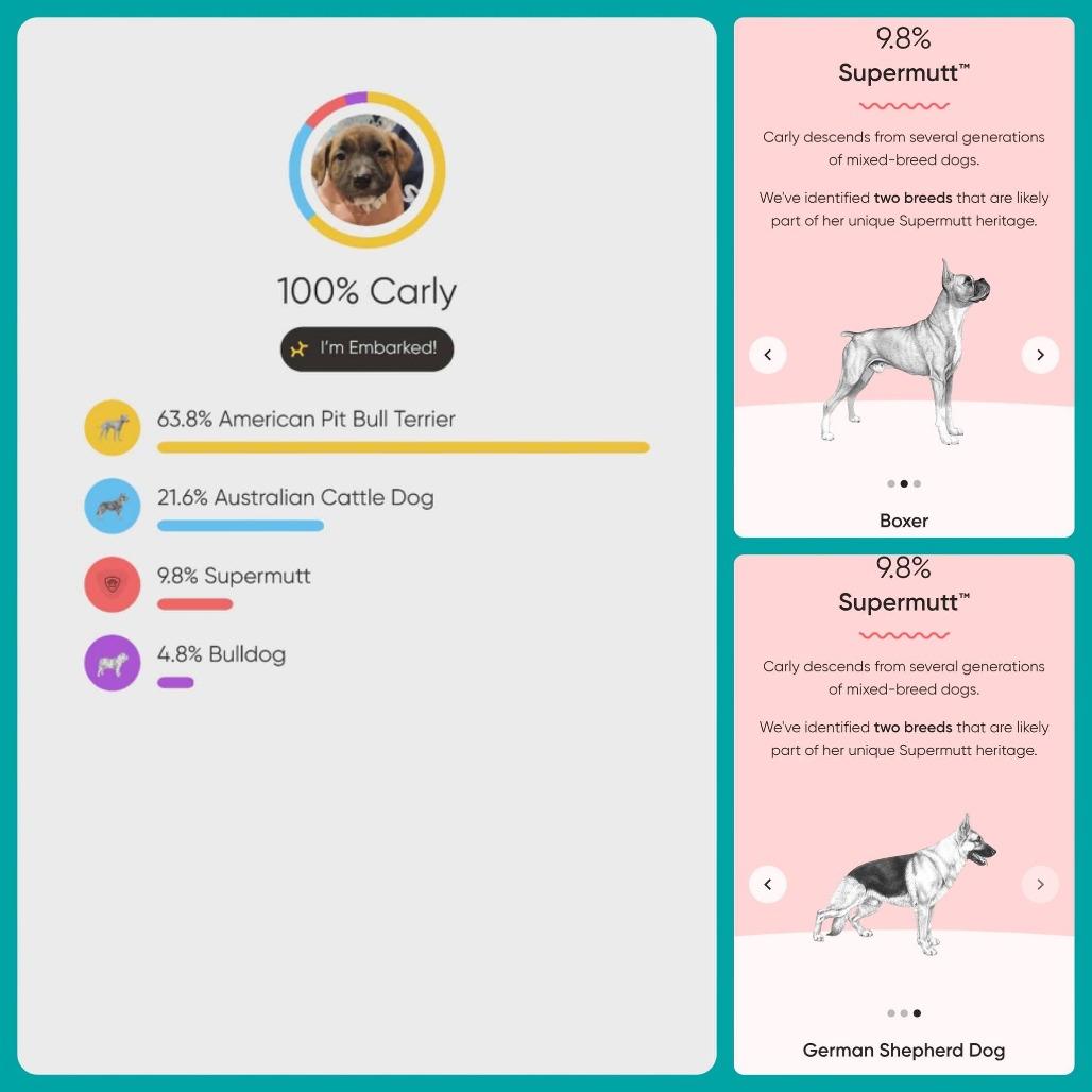 Enlarge Jett, a Adoptable mixed breed in Centralia, WA image 5/6