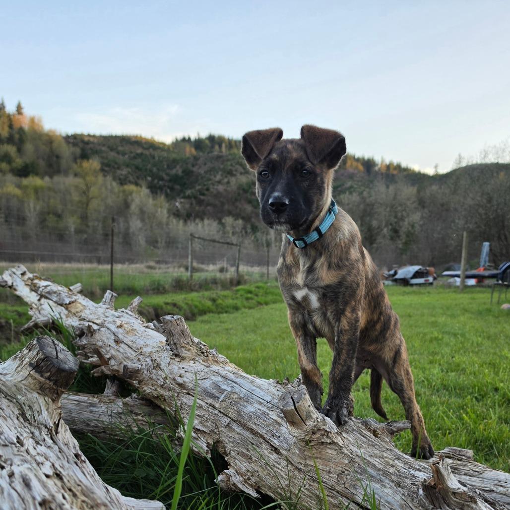 Enlarge Jett, a Adoptable mixed breed in Centralia, WA image 6/6
