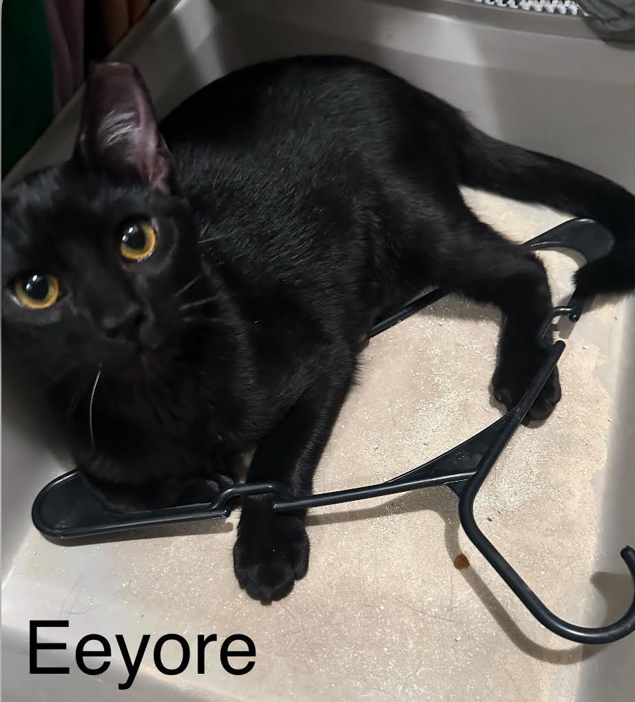 Enlarge Winnie The Pooh Brothers, a Adoptable Domestic Short Hair in Anaheim, CA image 1/2