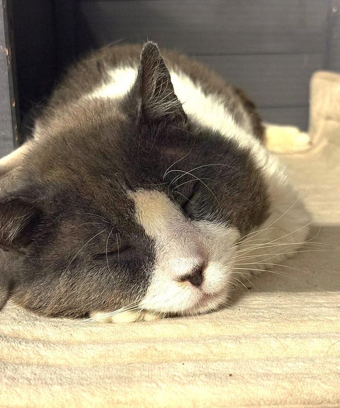 GALLAGHER, a ADOPTABLE Domestic Medium Hair in Pegram, TN image 1/3