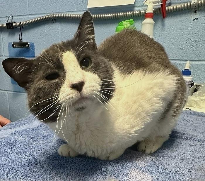 GALLAGHER, a ADOPTABLE Domestic Medium Hair in Pegram, TN image 2/3