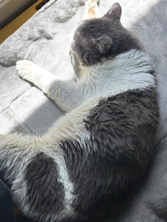 GALLAGHER, a ADOPTABLE Domestic Medium Hair in Pegram, TN image 3/3