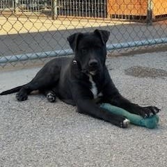 Enlarge Oscar, a Adoptable mixed breed in Bernalillo, NM image 6/6