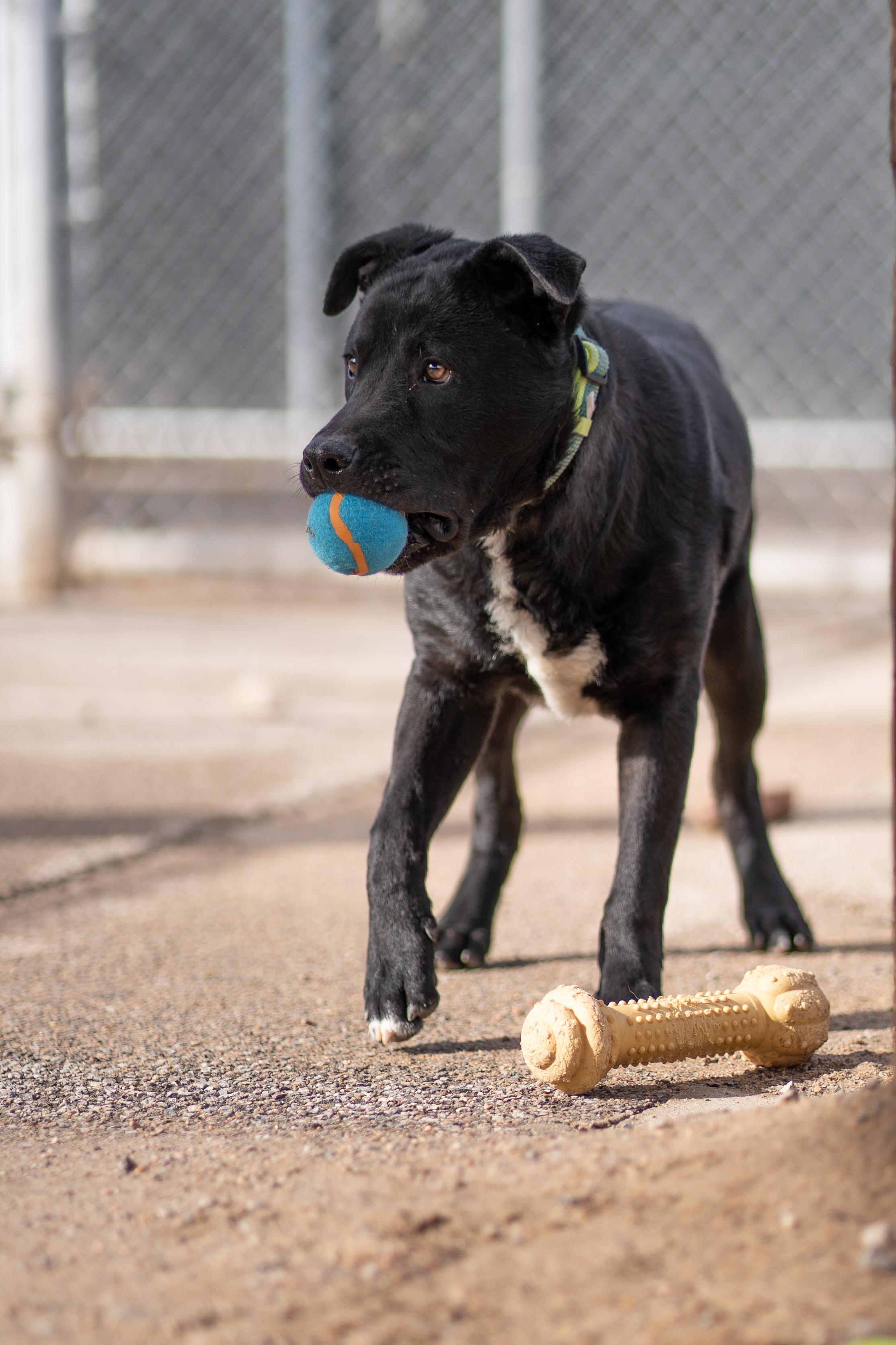 Oscar, Adoptable, Young Male Labrador Retriever.