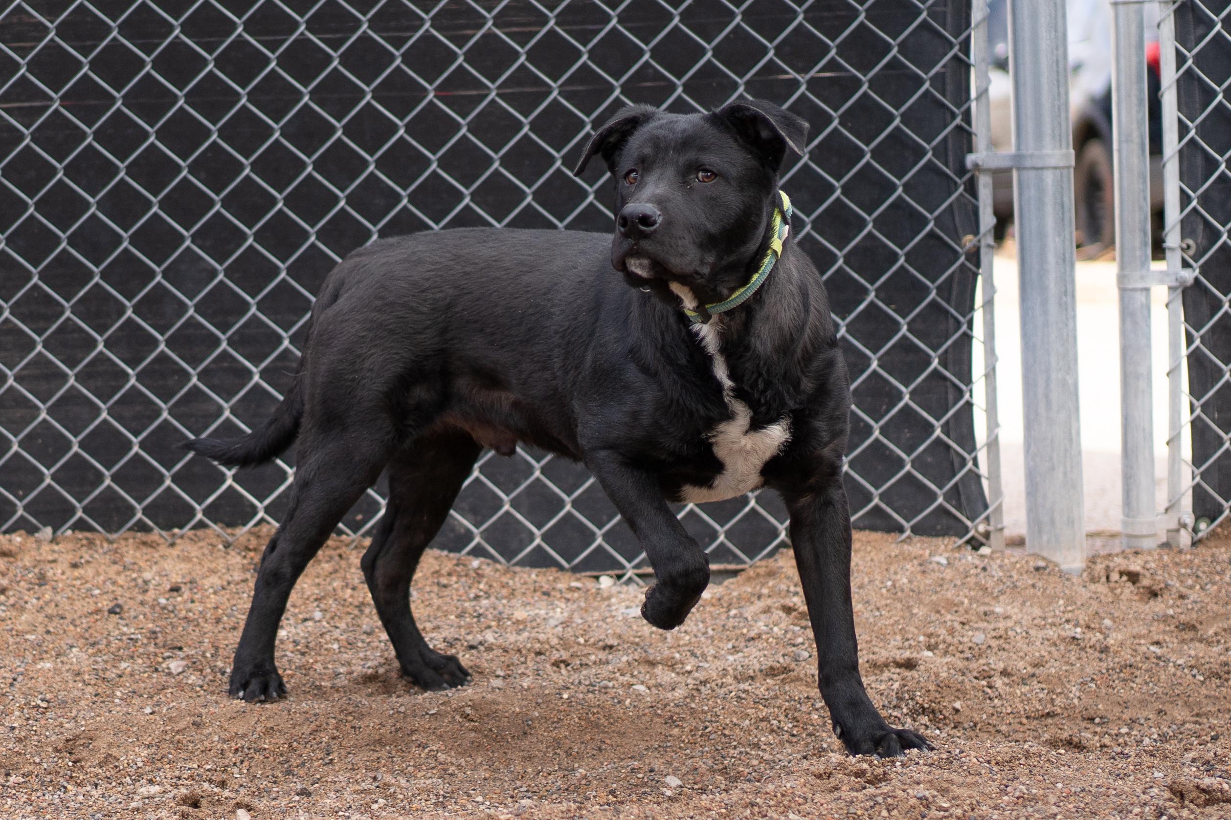 Enlarge Oscar, a Adoptable mixed breed in Bernalillo, NM image 2/6