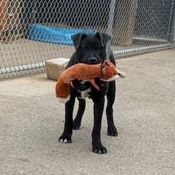 Enlarge Oscar, a Adoptable mixed breed in Bernalillo, NM image 4/6