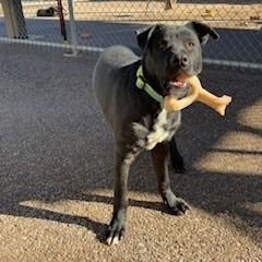 Enlarge Oscar, a Adoptable mixed breed in Bernalillo, NM image 5/6