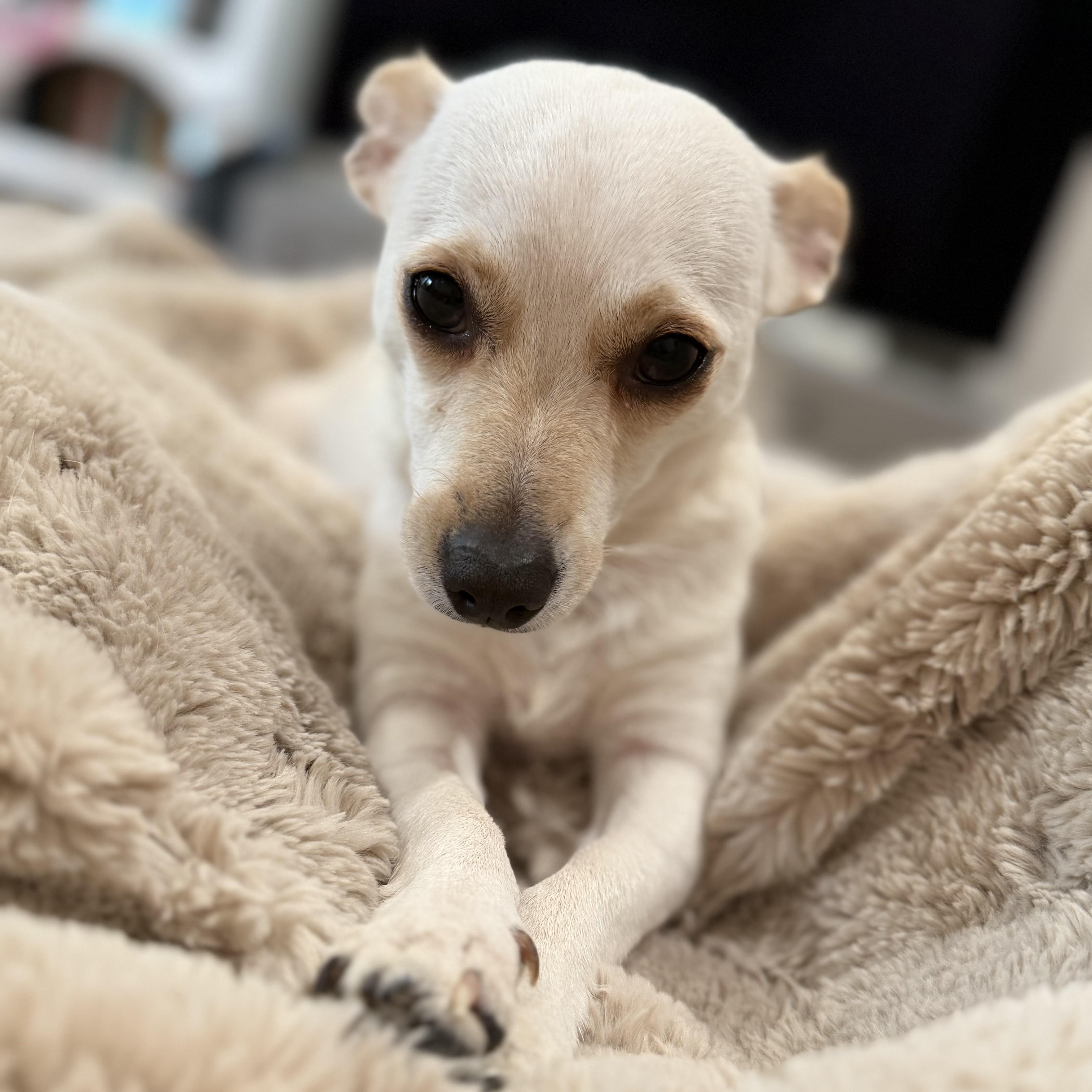 Enlarge Rose , an adoptable Chihuahua in Los Angeles, CA image 1/3