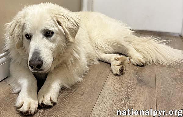 Enlarge Tiger in OH - Gorgeously Handsome Guy!, a Adoptable Great Pyrenees in Springfield, OH image 4/4