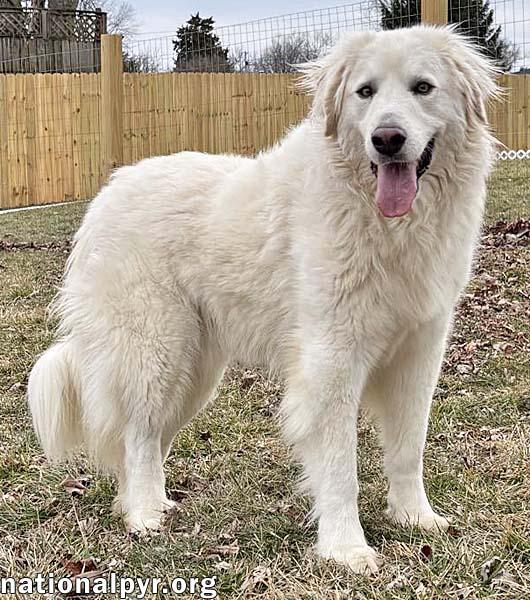 Tiger in OH - Gorgeously Handsome Guy!