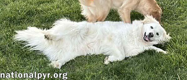 Enlarge Tiger in OH - Loves Ear Scratches & Steak!, a Adoptable Great Pyrenees in Springfield, OH image 4/4