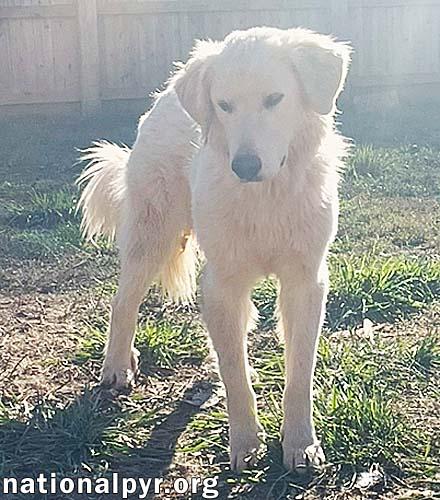 Tiger in OH - Gorgeously Handsome Guy!, a Adoptable Great Pyrenees image 3/4