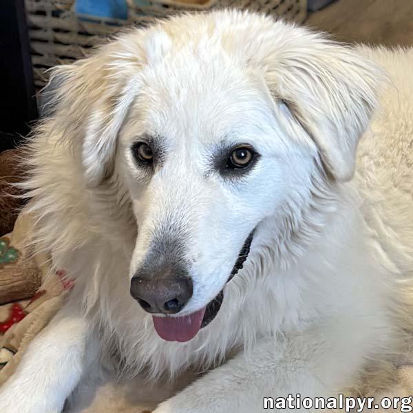 Tiger in OH - Gorgeously Handsome Guy!, Adoptable, Young Male Great Pyrenees.