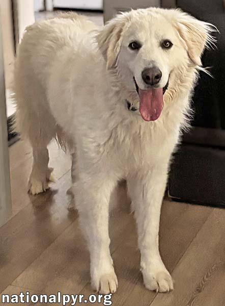 Tiger In Oh  thumbnail 3