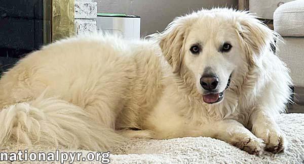 Enlarge Tiger in OH - Gorgeously Handsome Guy!, a Adoptable Great Pyrenees in Springfield, OH image 4/4