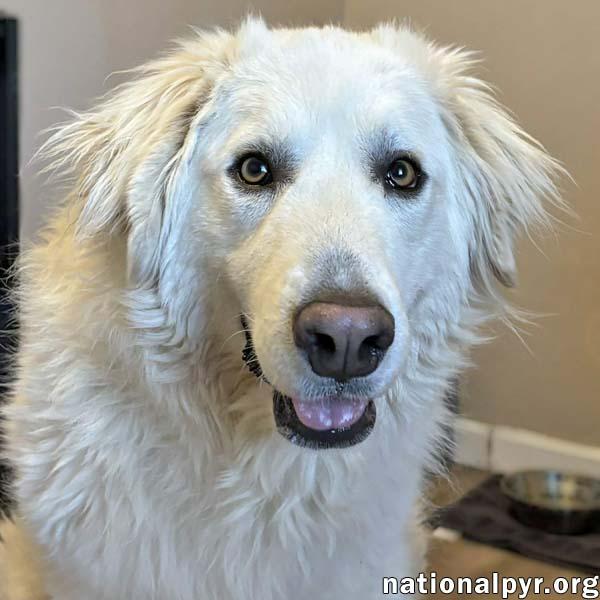 Enlarge Tiger in OH - Gorgeously Handsome Guy!, a Adoptable Great Pyrenees in Springfield, OH image 1/4