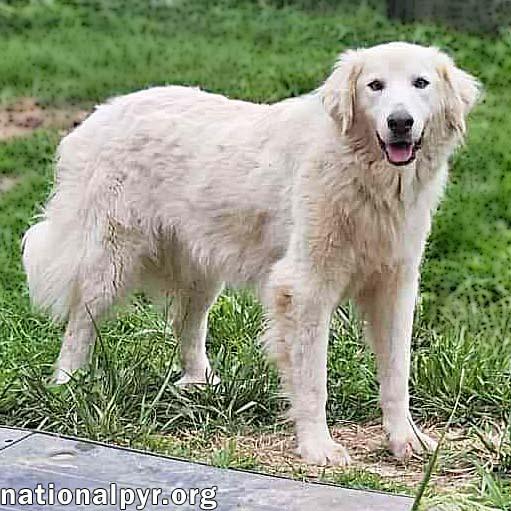 Tiger in OH - Gorgeously Handsome Guy!, a Adoptable Great Pyrenees image 1/4