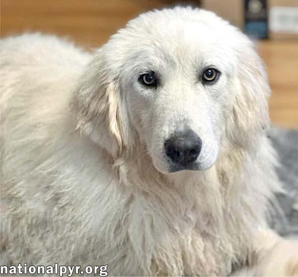 Tiger in OH - Gorgeously Handsome Guy!, a Adoptable Great Pyrenees image 2/4