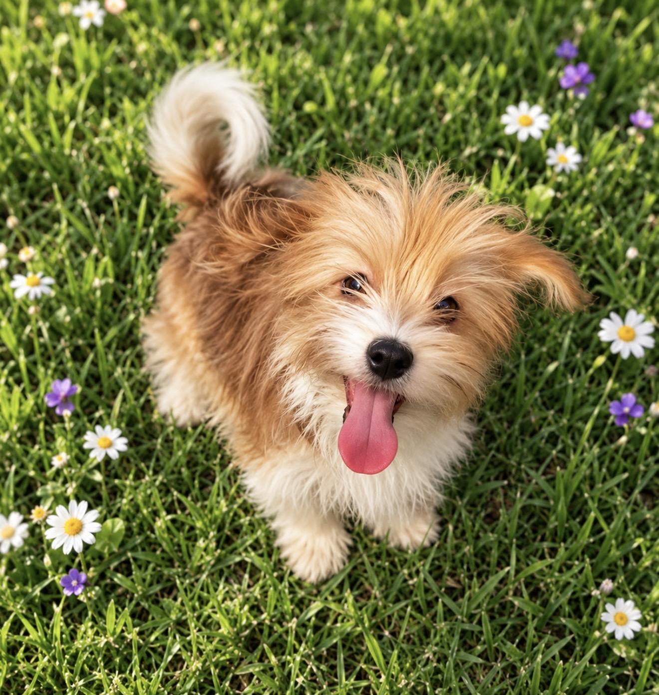 Morkie Puppies, Adoptable, Puppy Male Maltese & Yorkshire Terrier.