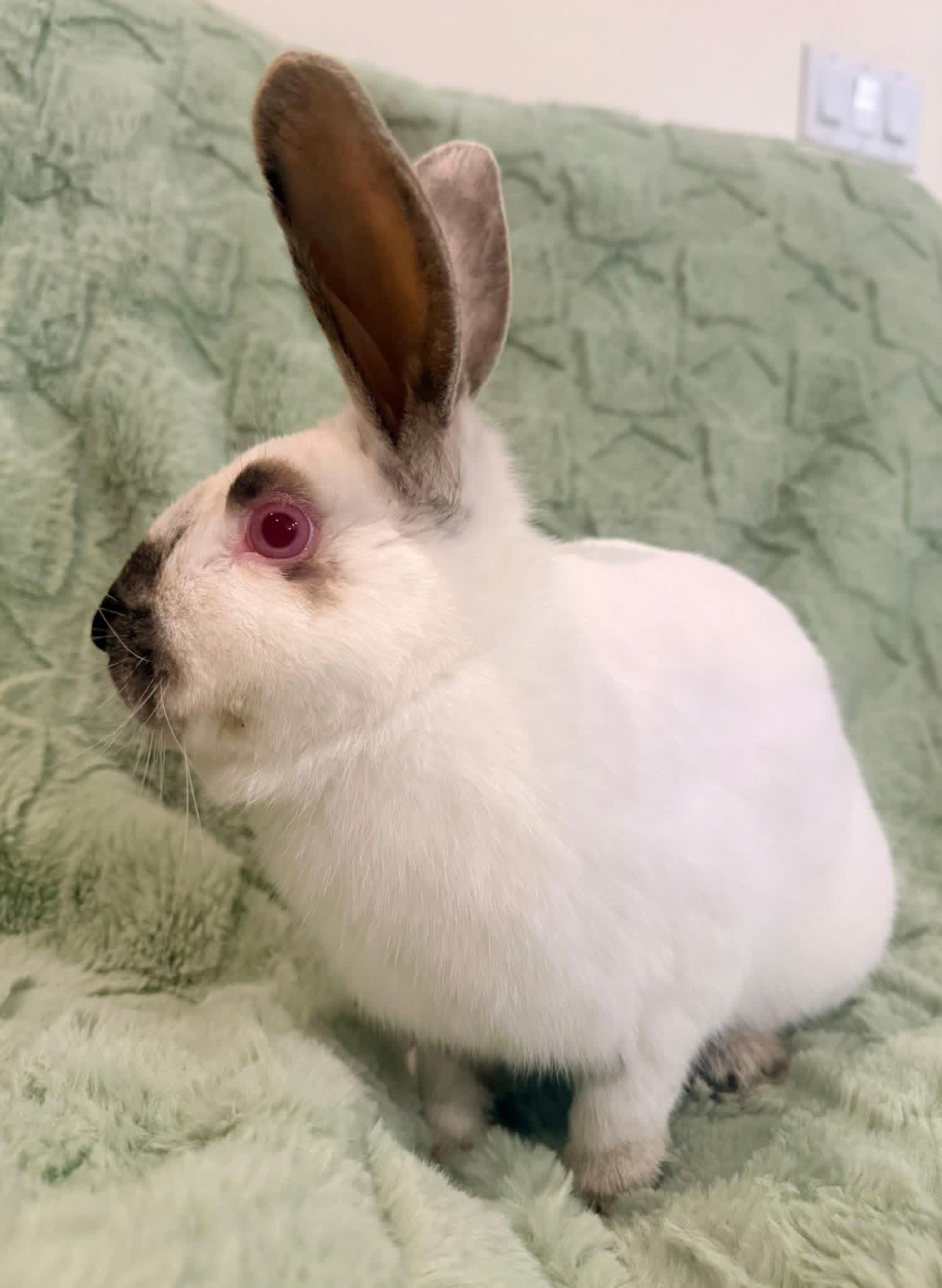 Enlarge Cobbler Jr , a ADOPTABLE Californian in St. Charles, MO image 6/6