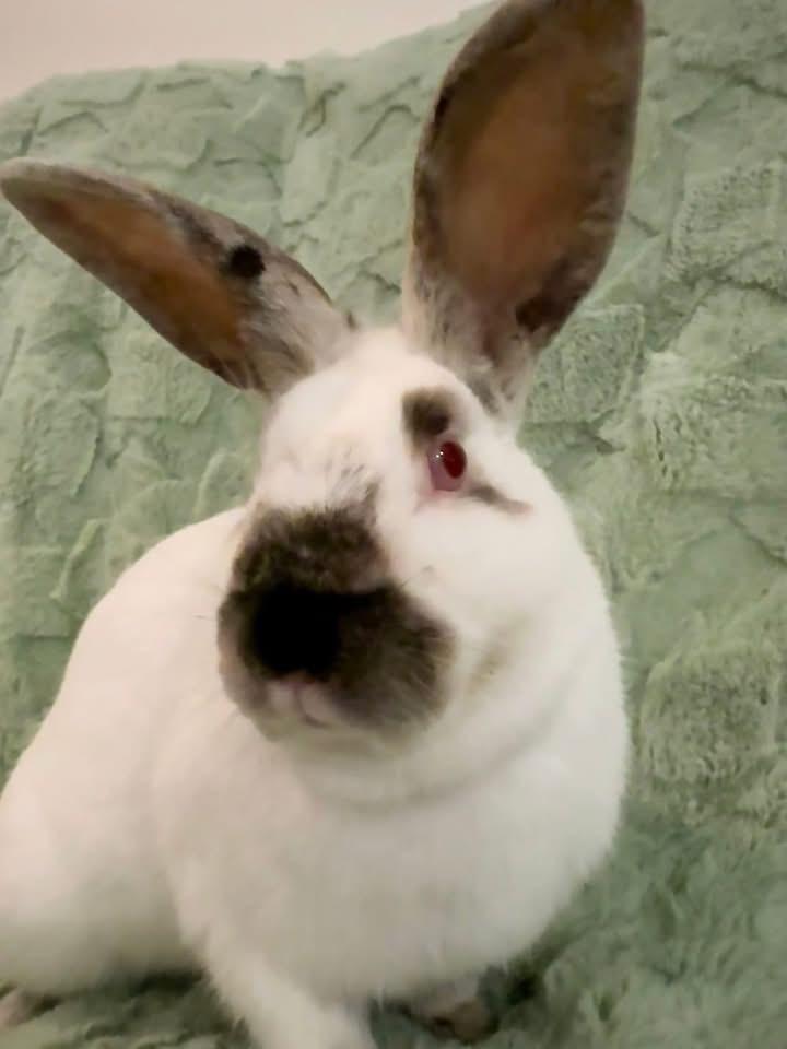 Cobbler Jr , ADOPTABLE, Adult Male Californian.