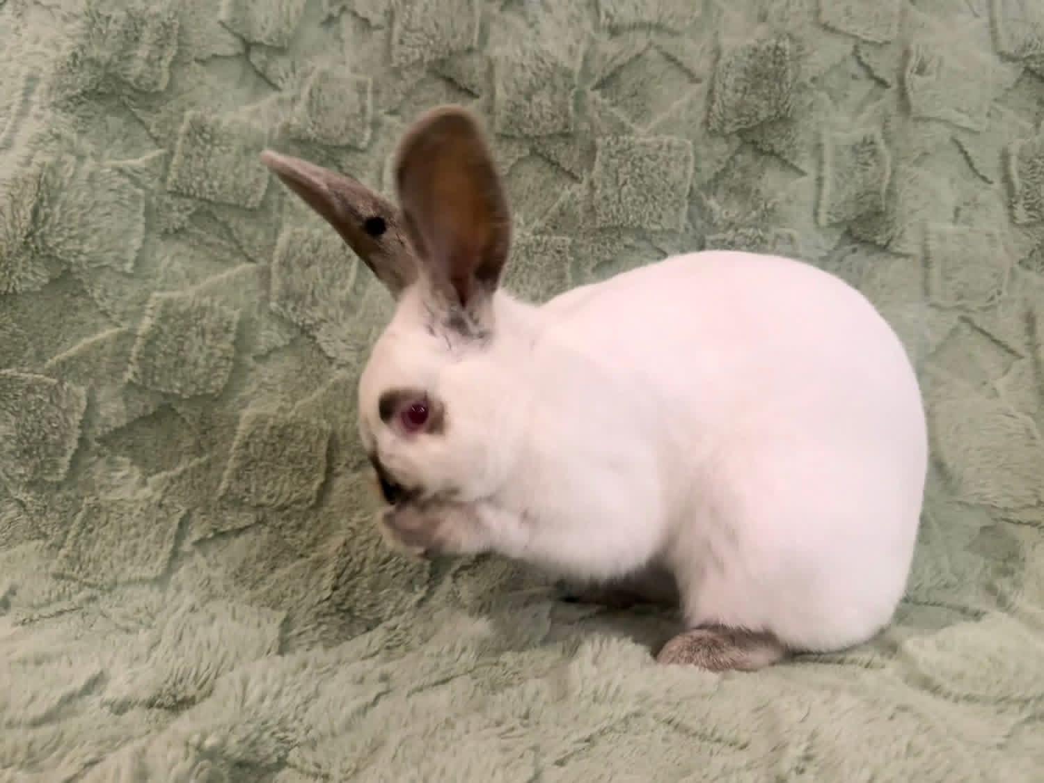 Enlarge Cobbler Jr , a ADOPTABLE Californian in St. Charles, MO image 2/6