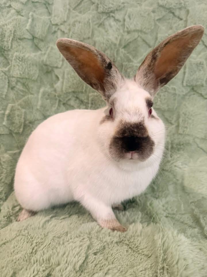 Enlarge Cobbler Jr , a ADOPTABLE Californian in St. Charles, MO image 5/6
