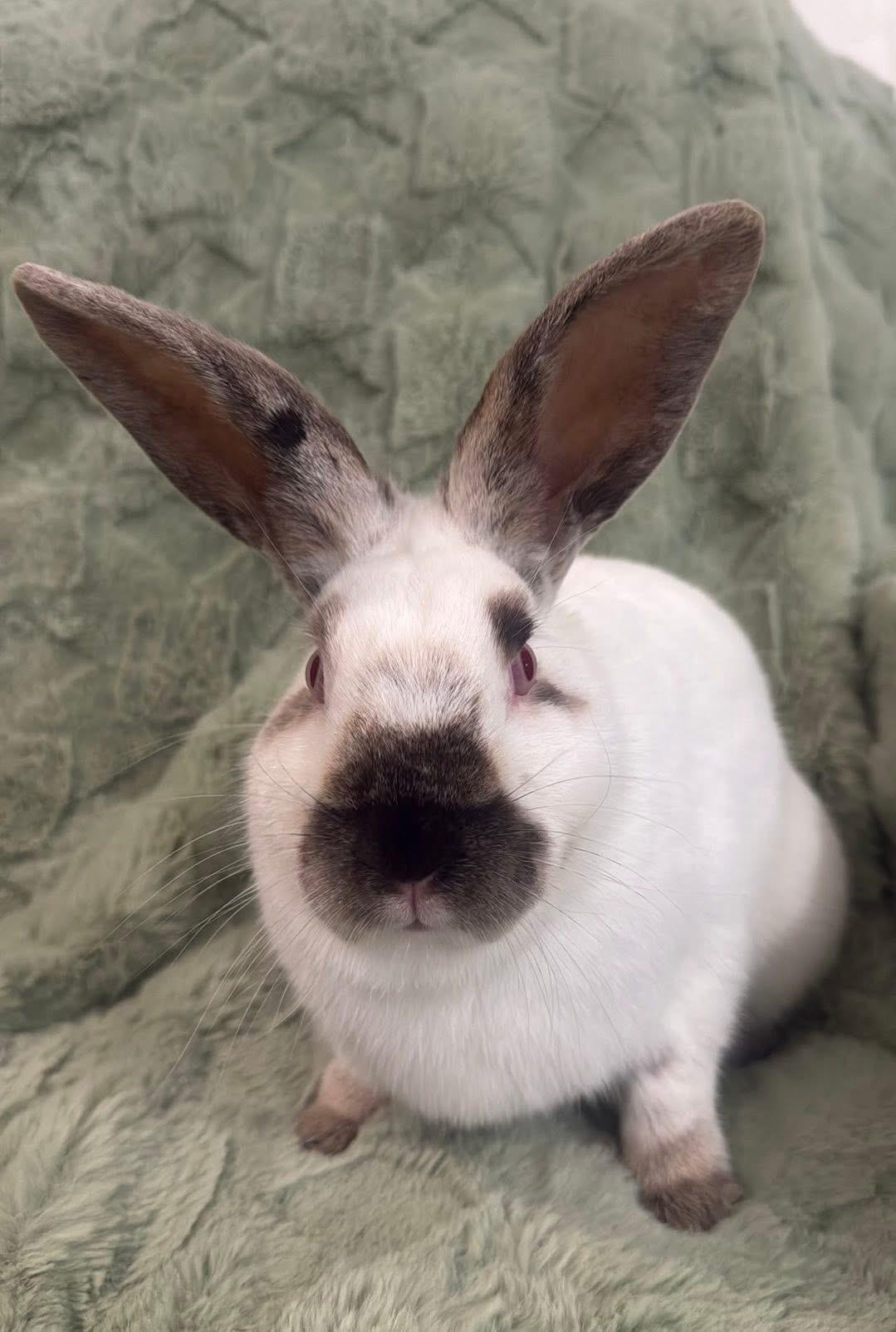 Enlarge Cobbler Jr , a ADOPTABLE Californian in St. Charles, MO image 3/6