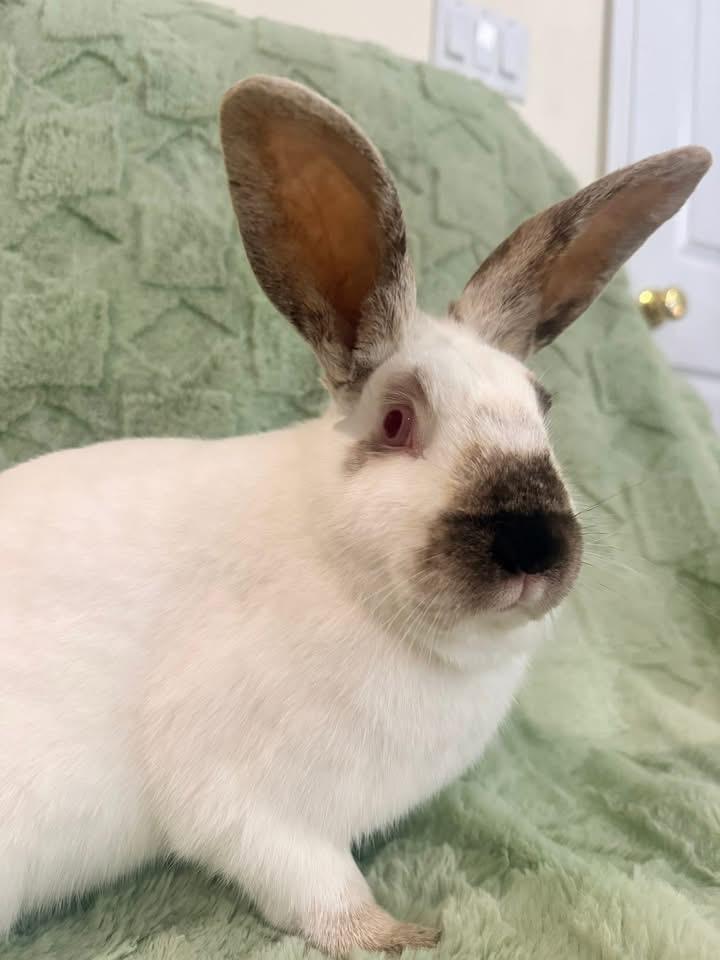 Enlarge Cobbler Jr , a ADOPTABLE Californian in St. Charles, MO image 4/6